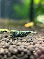 Neocaridina blue galaxy