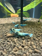 Neocaridina blue galaxy