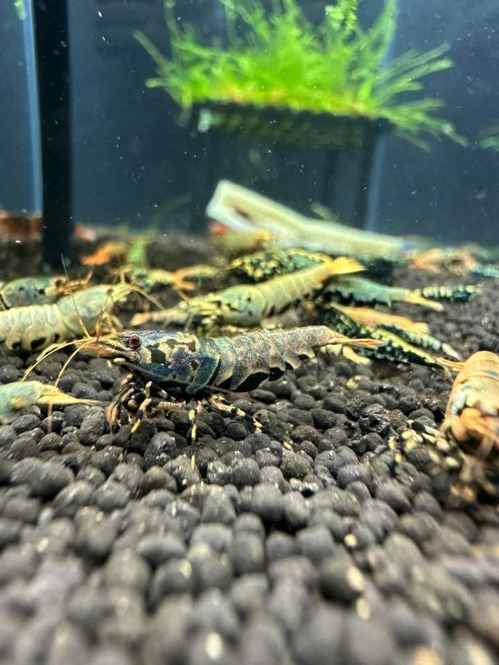 Neocaridina blue galaxy