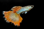Guppy