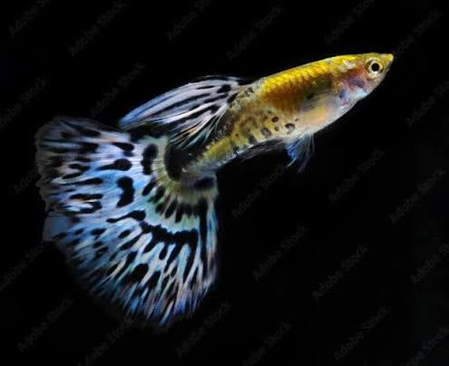 Guppy