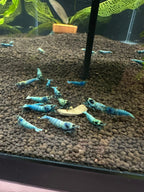 Neocaridina blue galaxy