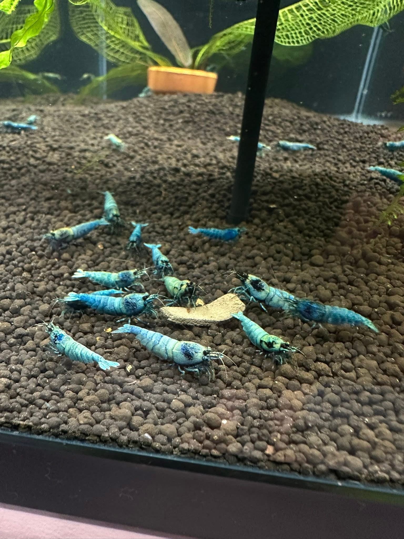 Neocaridina blue galaxy