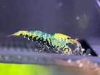 Neocaridina blue galaxy