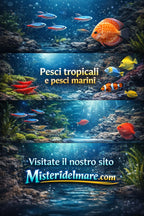 Offerte primaverili
