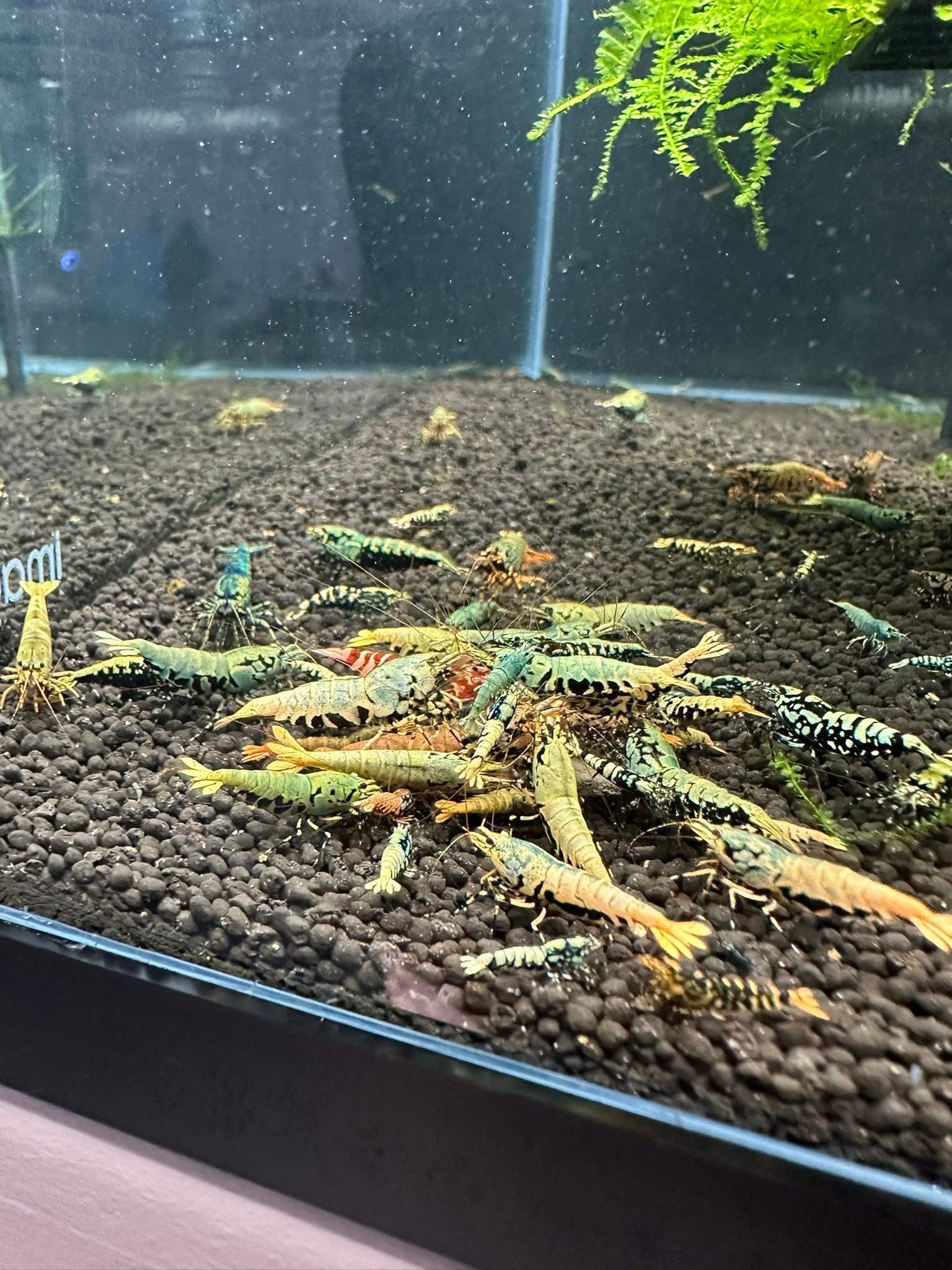 Neocaridina blue galaxy