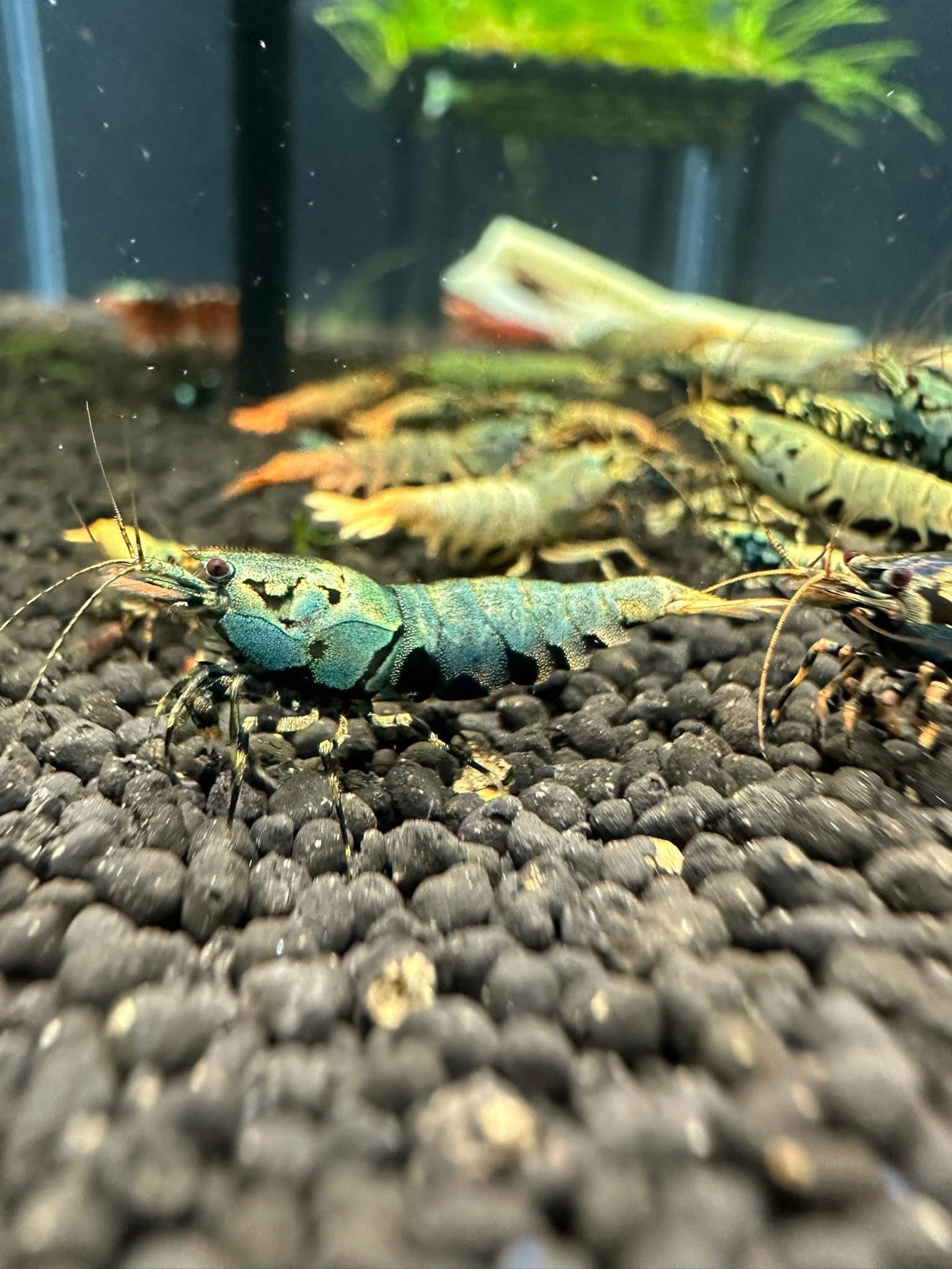 Neocaridina blue galaxy
