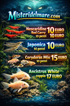 Offerte primaverili