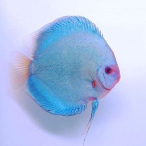 Discus