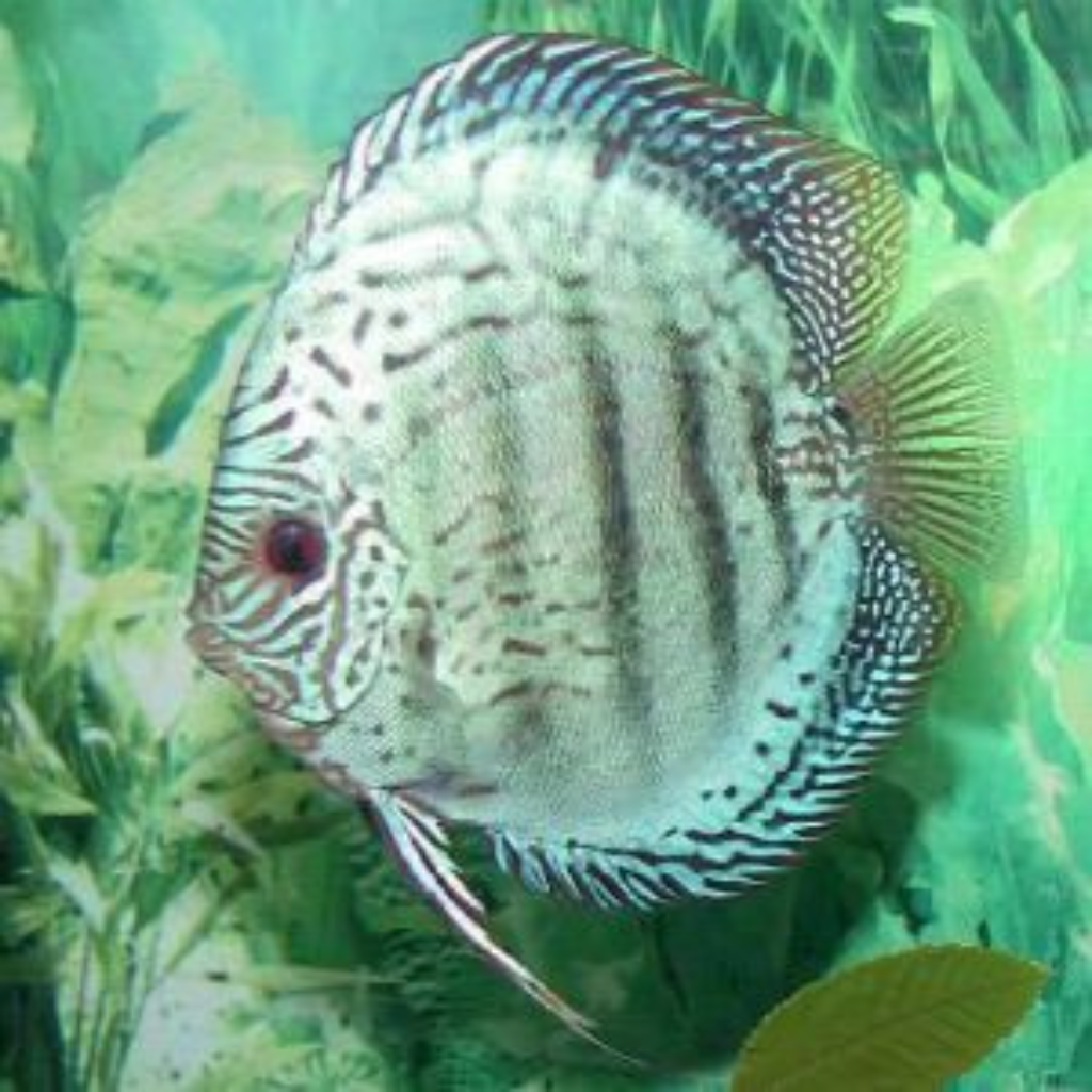 Discus