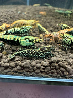 Neocaridina blue galaxy