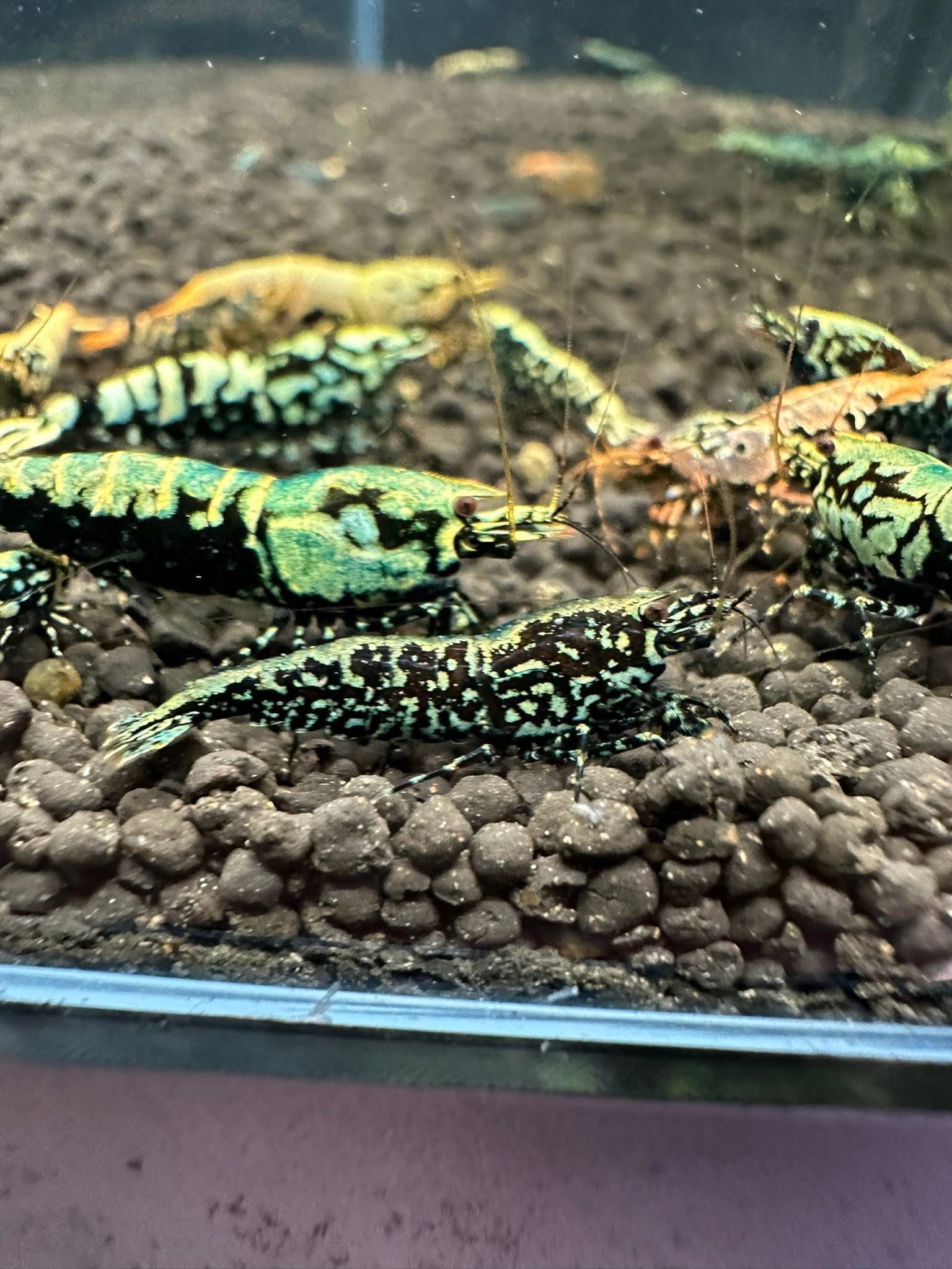 Neocaridina blue galaxy