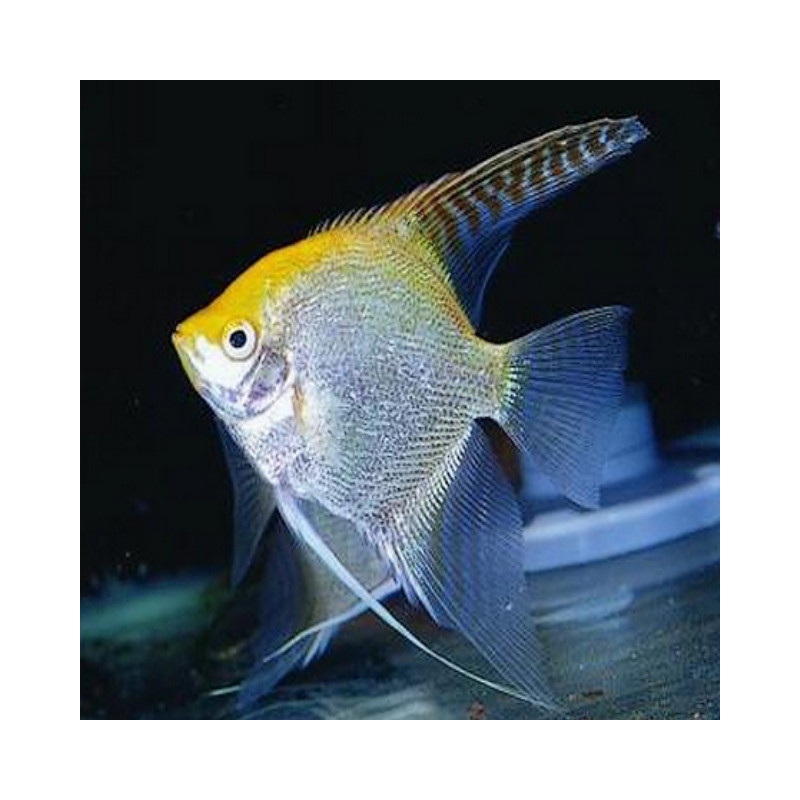 Scalare Gold Pterophyllum