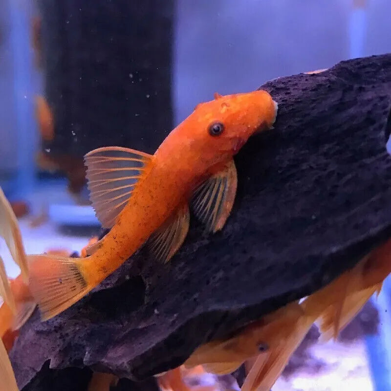 ancistrus super red