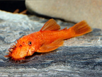 ancistrus super red