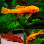 ancistrus super red