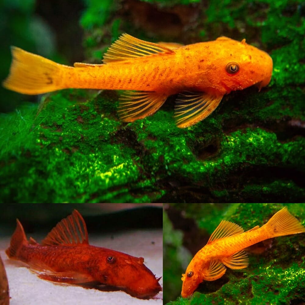 ancistrus super red
