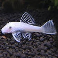 Ancistrus Snow White Pinne a velo
