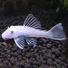 Ancistrus Snow White Pinne a velo