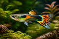 Guppy Endler