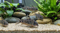 Corydoras